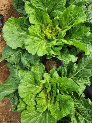 청송농장16987님의 자유주제 · 자유게시판 작성글 사진