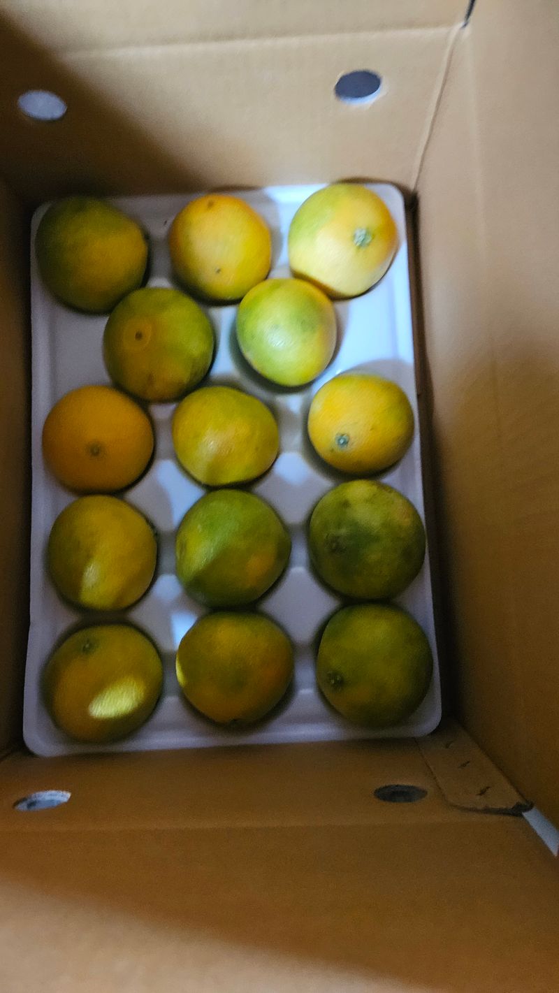 고강농원 강영자님의 장터 판매 상품 [고강농원 황금향5kg26-28과] 첨부 사진