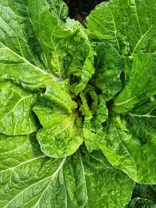 청송농장16987님의 자유주제 · 자유게시판 작성글 사진