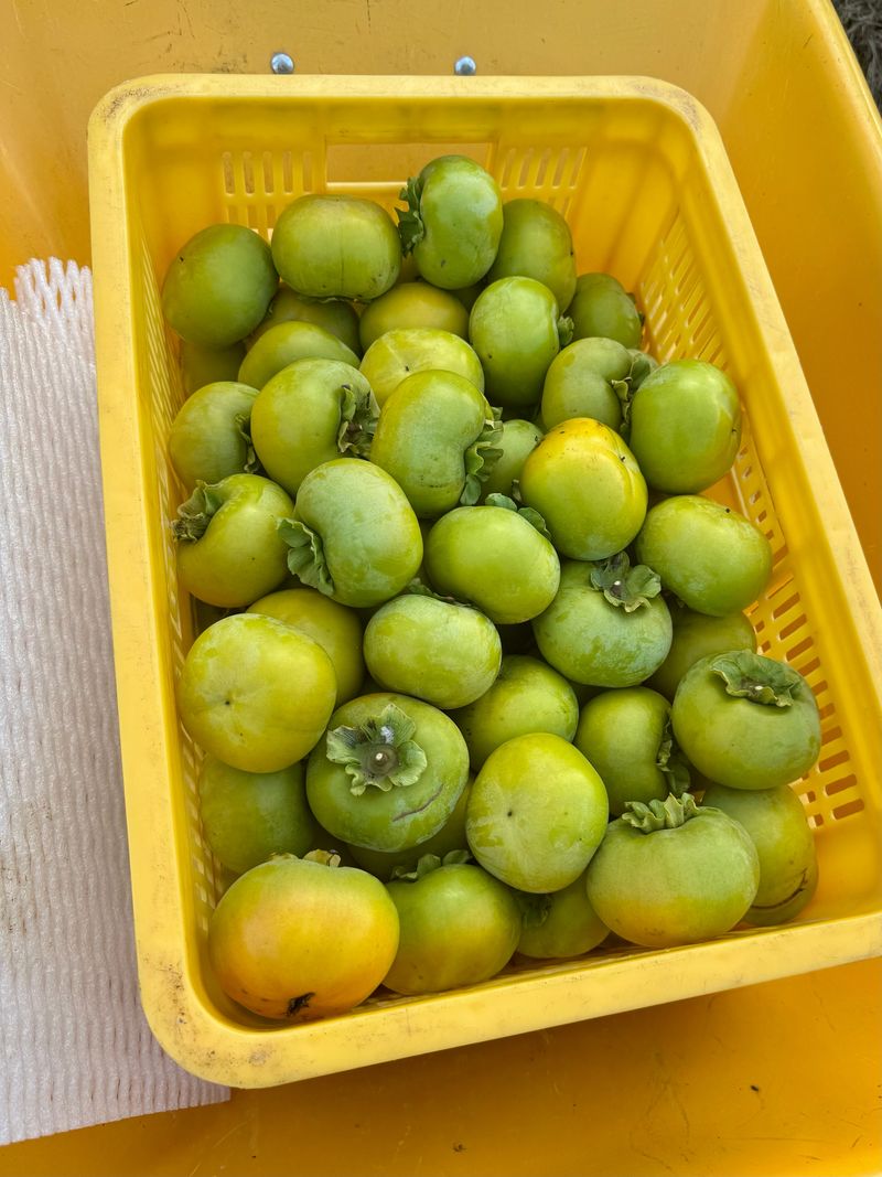 농부손녀님의 장터 판매 상품 [달콤 아삭한 태추단감 2kg 4.5kg 10kg] 첨부 사진