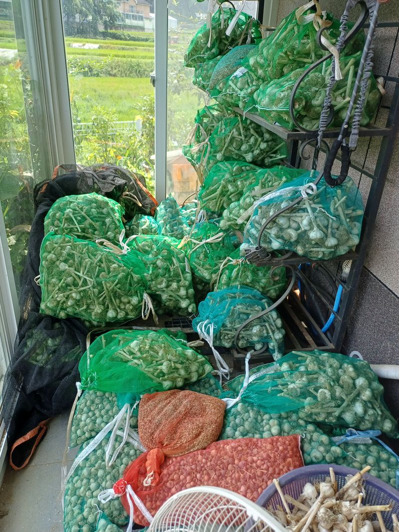 장터 상품 [(마감)홍산마늘 1접 3만원] 썸네일