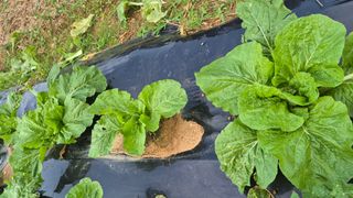 망치님의 자유주제 · 자유게시판 작성글 사진