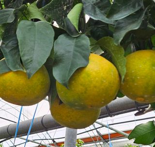 고강농원 강영자님의 작성글 사진