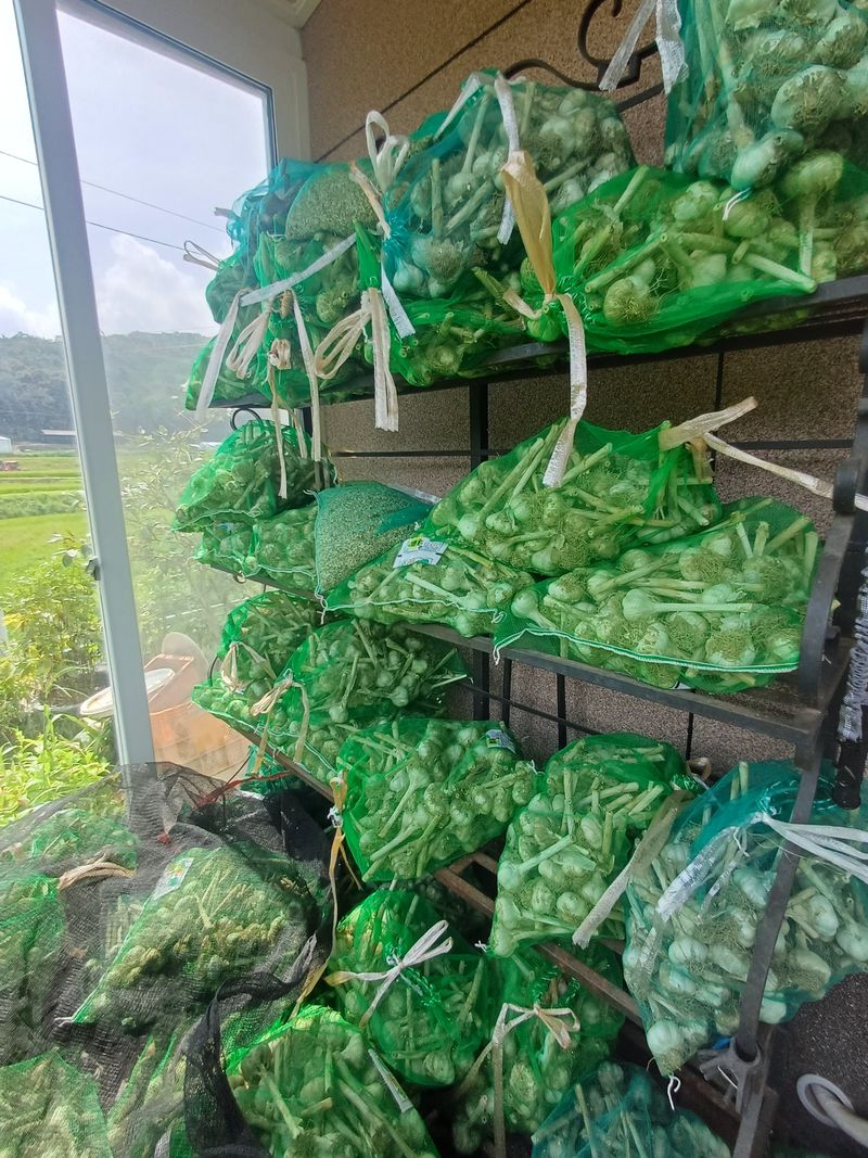 삼성농산님의 장터 판매 상품 [(마감)홍산마늘 1접 3만원] 첨부 사진