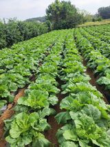 팜모닝 자유주제·자유게시판 게시글 이미지