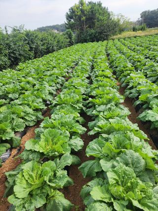 청송농장16987님의 자유주제 · 자유게시판 작성글 사진