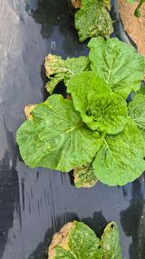 팜모닝 자유주제·자유게시판 게시글 이미지