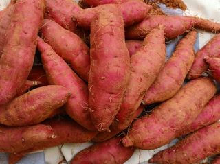 안영배님의 자유주제 · 자유게시판 작성글 사진