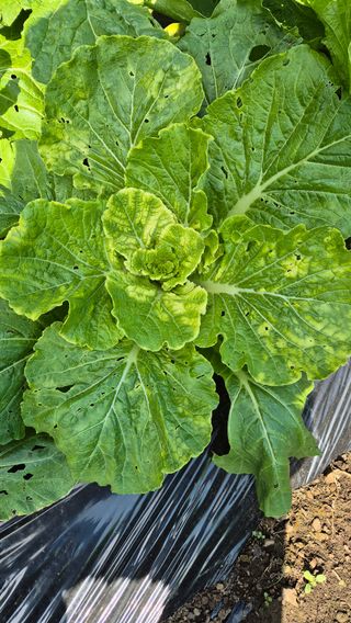 옥수골정정농원님의 자유주제 · 자유게시판 작성글 사진