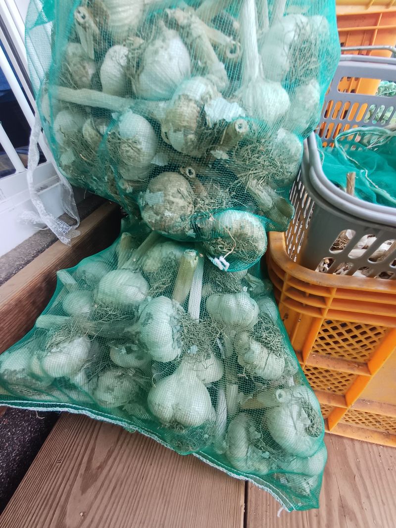 삼성농산님의 장터 판매 상품 [(마감)홍산마늘 1접 3만원] 첨부 사진