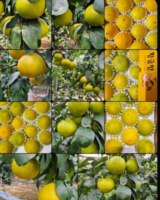 고강농원 강영자님의 작성글 사진