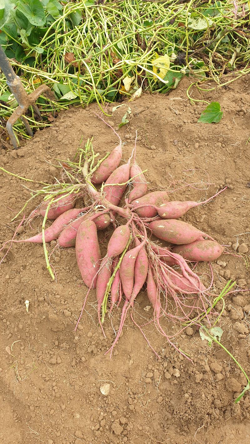 장터 상품 [꿀.호박고구마 10kg(판매완료)] 썸네일