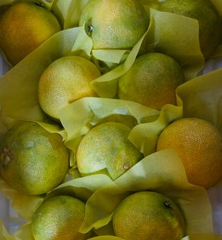 고강농원 강영자님의 작성글 사진