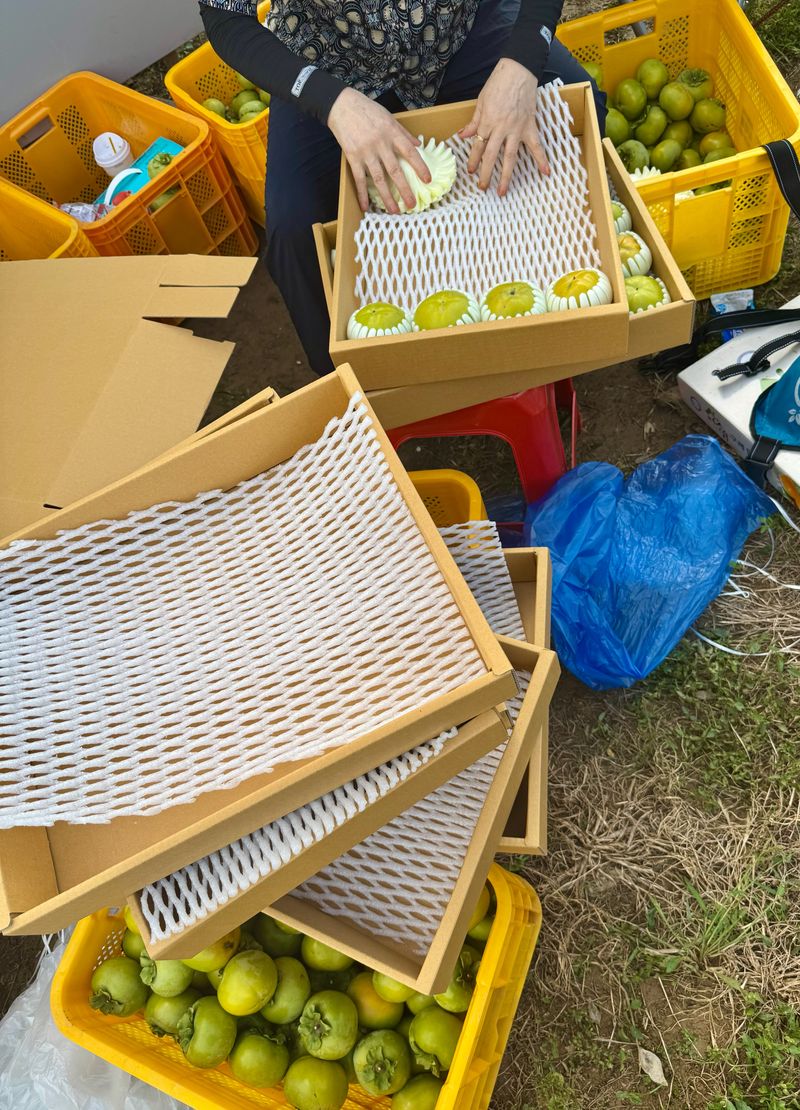 농부손녀님의 장터 판매 상품 [달콤 아삭한 태추단감 2kg 4.5kg 10kg] 첨부 사진