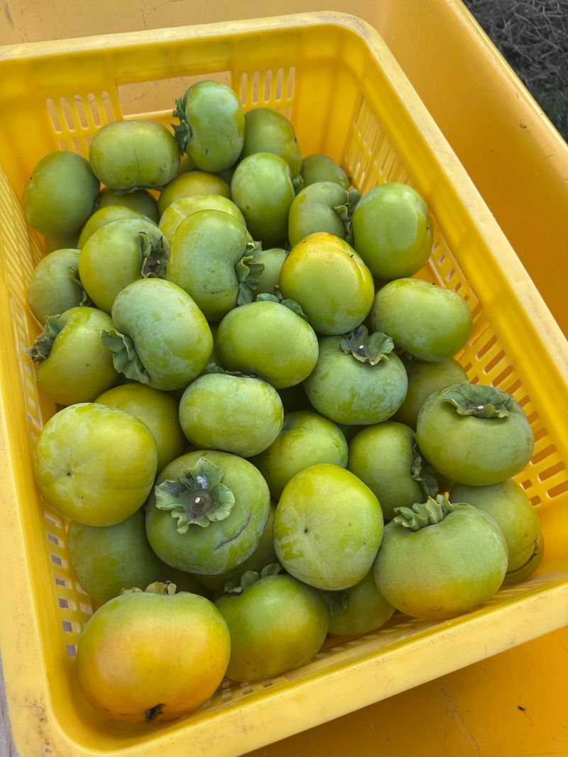 농부손녀님의 장터 판매 상품 [달콤 아삭한 태추단감 2kg 4.5kg 10kg] 첨부 사진