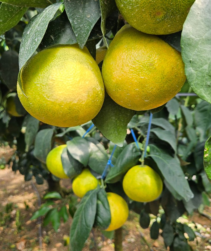 고강농원 강영자님의 장터 판매 상품 [고강농원 황금향5kg26-28과] 첨부 사진