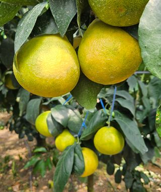 고강농원 강영자님의 작성글 사진