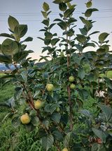 팜모닝 자유주제·자유게시판 게시글 이미지