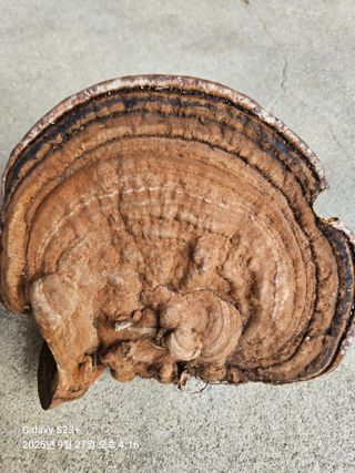 날쌘돌이님의 자유주제 · 자유게시판 작성글 사진