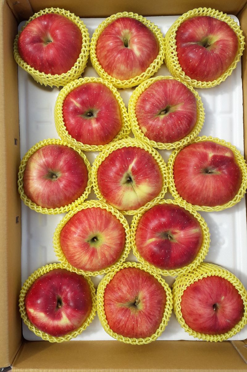 이슬농부농산님의 장터 판매 상품 [[히트상품] 5kg 햇사과(부사)] 첨부 사진