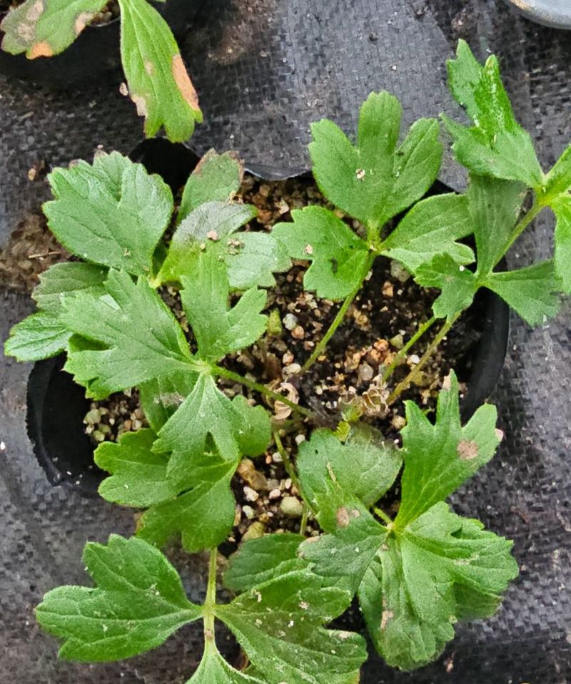 천지인야생화님의 장터 판매 상품 [원종 동강할미꽃] 첨부 사진