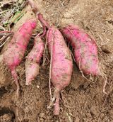 팜모닝 자유주제·자유게시판 게시글 이미지