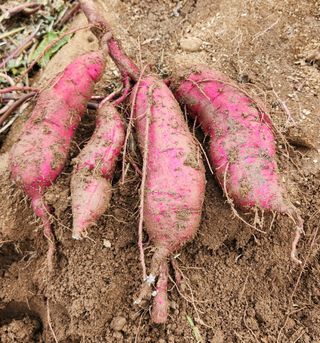 하은와송~♡♡♡~님의 자유주제 · 자유게시판 작성글 사진