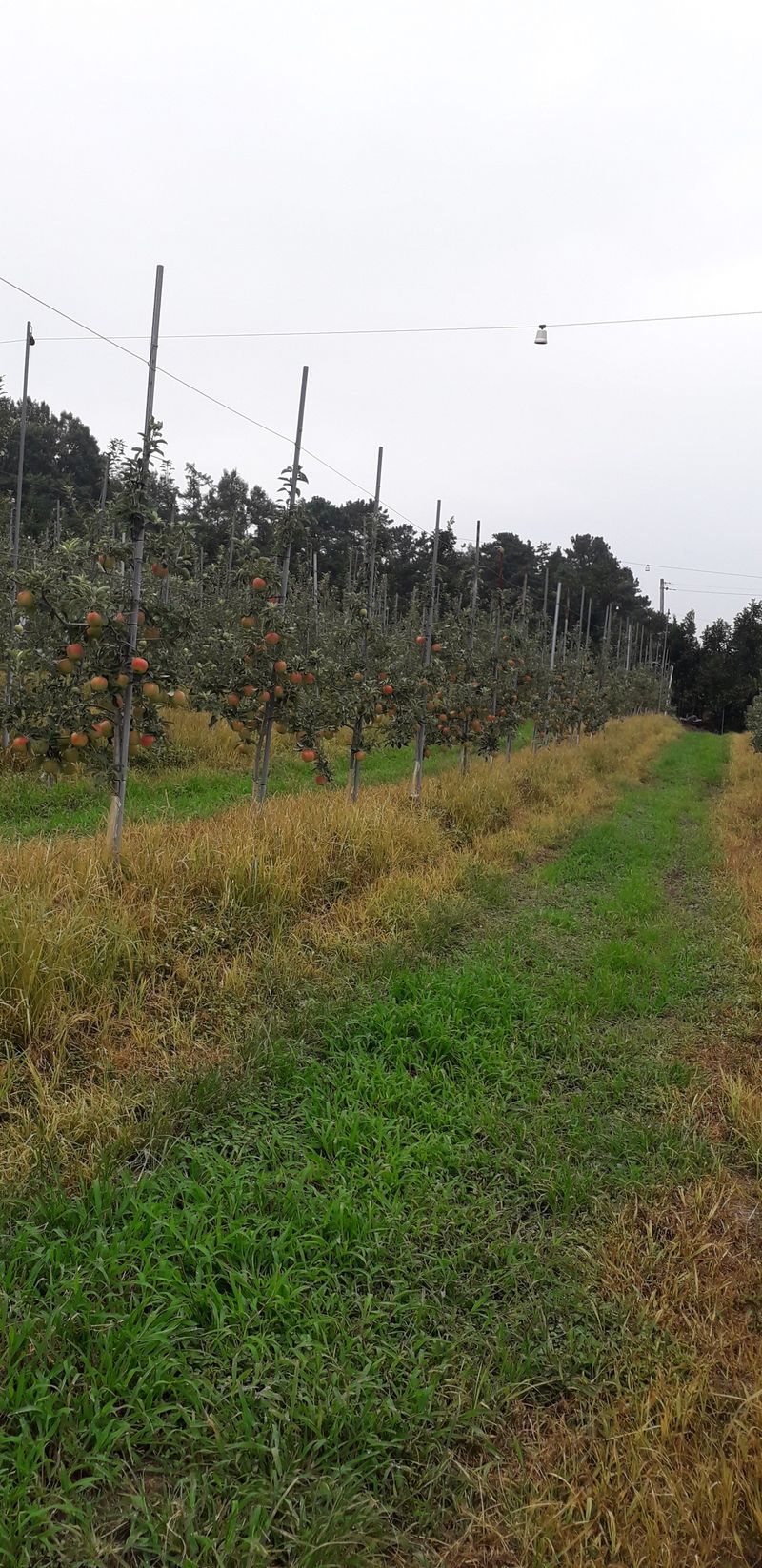 이슬농부농산님의 장터 판매 상품 [[히트상품] 5kg 햇사과(부사)] 첨부 사진