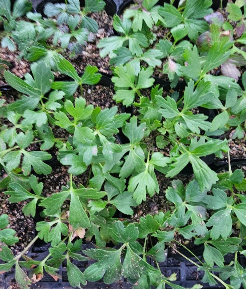 천지인야생화님의 장터 판매 상품 [원종 동강할미꽃] 첨부 사진