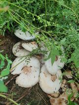 팜모닝 자유주제·자유게시판 게시글 이미지