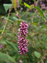 팜모닝 자유주제·자유게시판 게시글 이미지