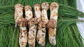 강원송이님의 작성글 사진