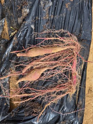 블루베리14645님의 자유주제 · 자유게시판 작성글 사진