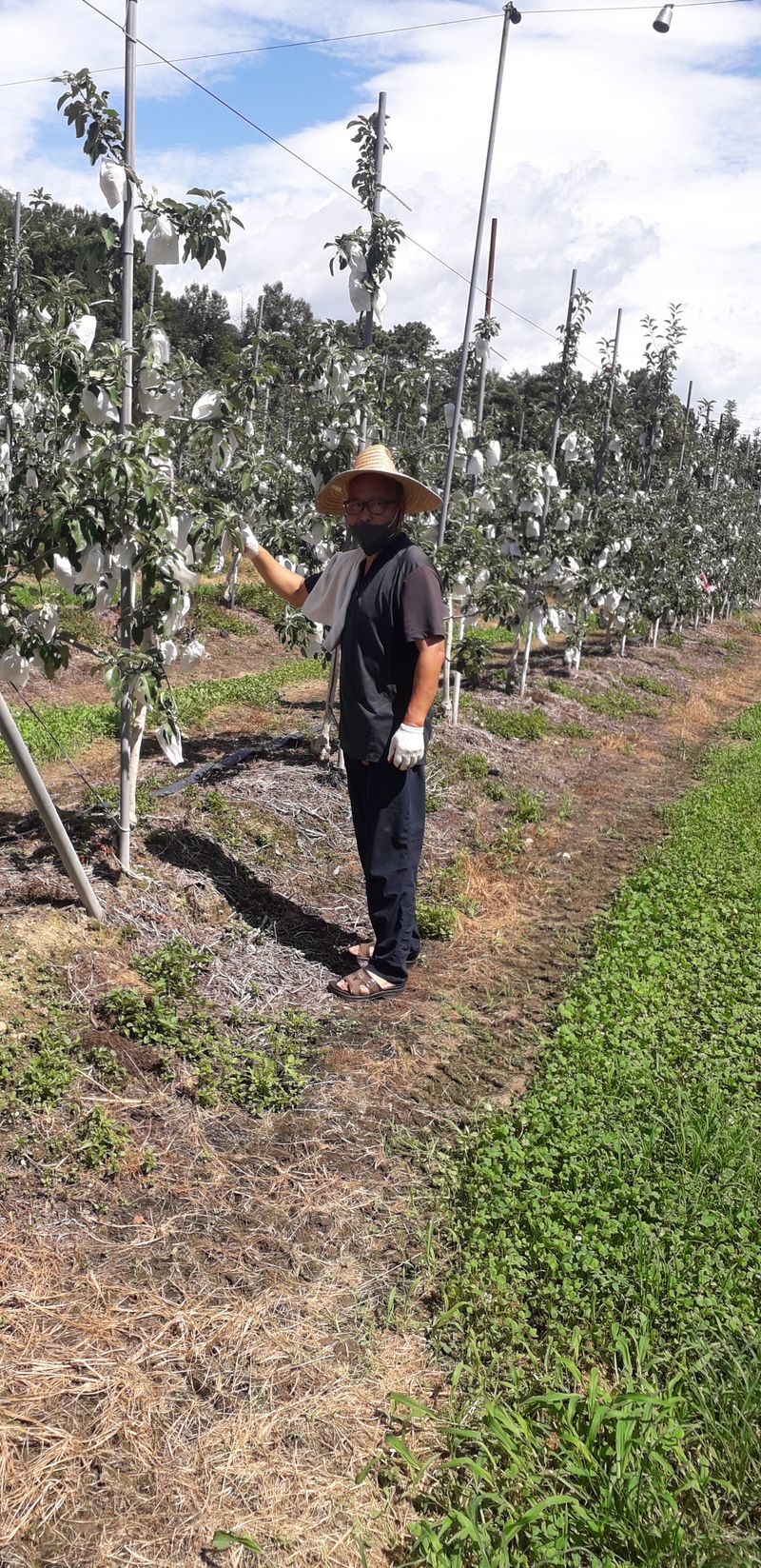 이슬농부농산님의 장터 판매 상품 [[히트상품] 5kg 햇사과(부사)] 첨부 사진