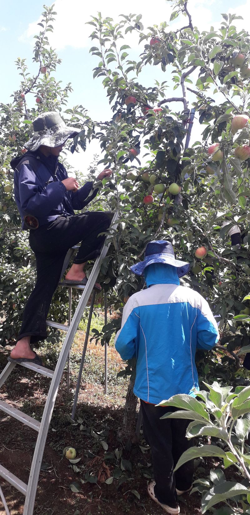 이슬농부농산님의 장터 판매 상품 [[히트상품] 5kg 햇사과(부사)] 첨부 사진