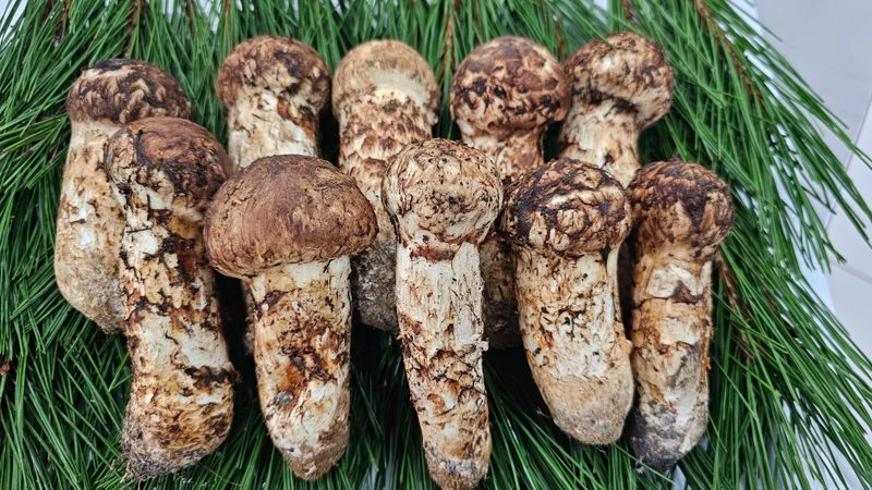 장터 상품 [강원도 자연산송이버섯2등품500g] 썸네일