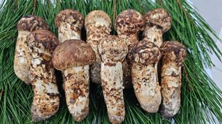 강원송이님의 작성글 사진