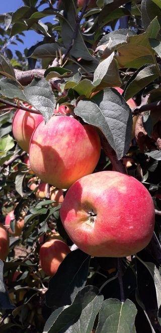 이슬농부농산님의 작성글 사진