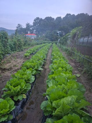 박덕환님의 자유주제 · 자유게시판 작성글 사진