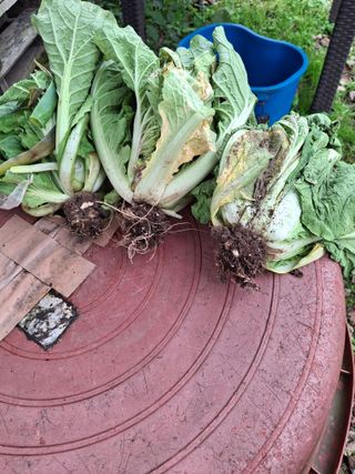 사과13534님의 자유주제 · 사진전 작성글 사진