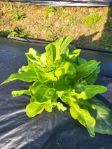 팜모닝 자유주제·자유게시판 게시글 이미지