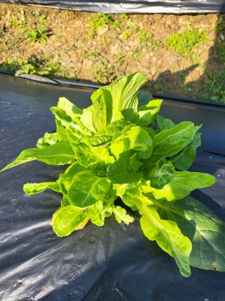 늘찬님의 자유주제 · 자유게시판 작성글 사진