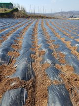 팜모닝 자유주제·자유게시판 게시글 이미지