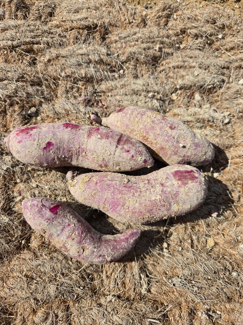 장터 상품 [자색고구마 5키로] 썸네일