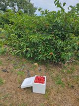 팜모닝 자유주제·자유게시판 게시글 이미지