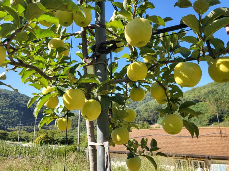 하늘아래사과나무님의 장터 판매 상품 [25년 황금사과 정품 가정용 시나노골드 ] 첨부 사진