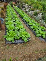 팜모닝 자유주제·자유게시판 게시글 이미지