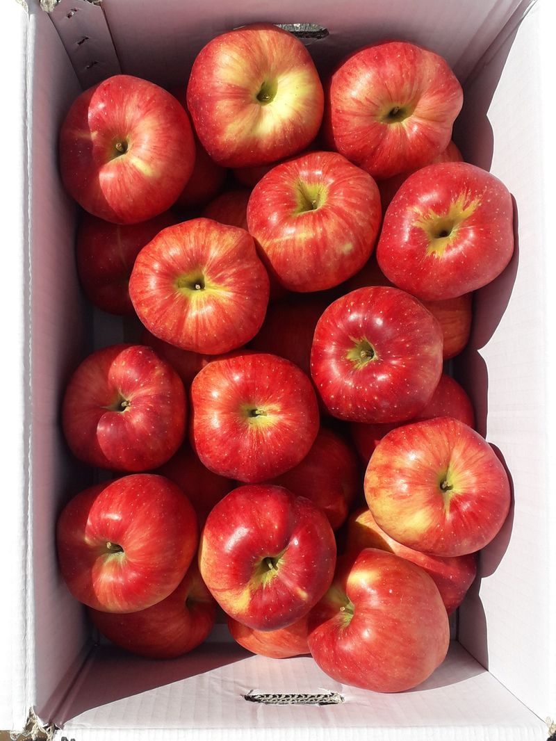 이슬농부농산님의 장터 판매 상품 [[히트상품] 5kg 햇사과(부사)] 첨부 사진