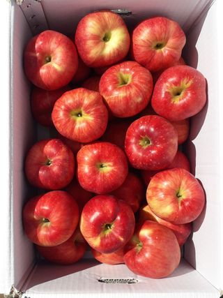 이슬농부농산님의 작성글 사진