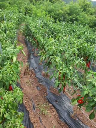 김영복님의 자유주제 · 자유게시판 작성글 사진